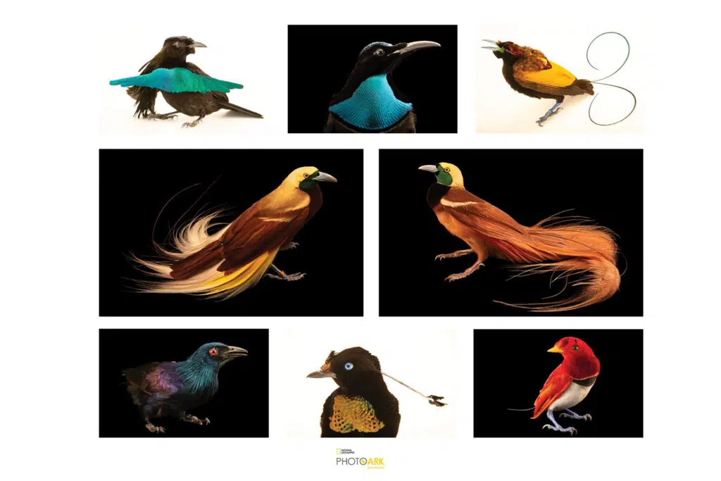 Birds of Paradise